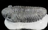 Large Drotops Trilobite With Great Eyes #41822-3